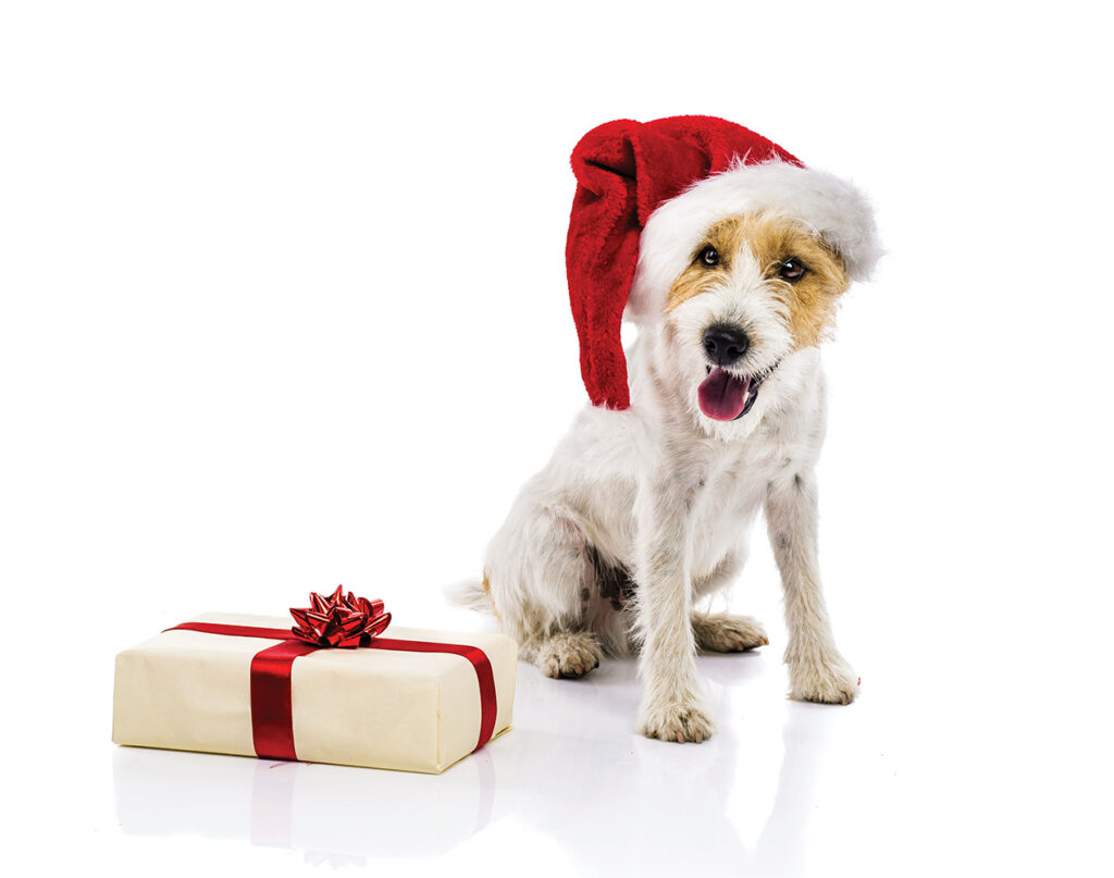 Dog sitting in santa hat next to gift